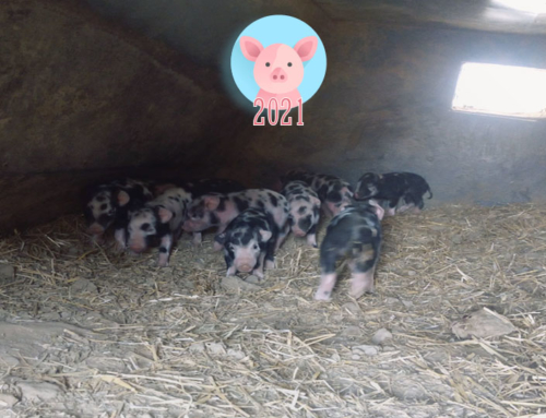 Nachwuchs in der Turopolje-Schweine Familie